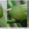 tr phryne larva6 volg2